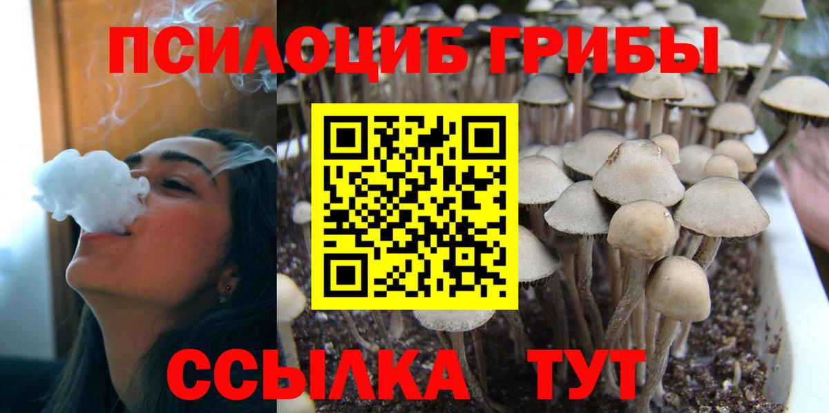 Тайшет  Псилоцибиновые грибы MAGIC MUSHROOMS  где купить наркоту  Вход с VPN 